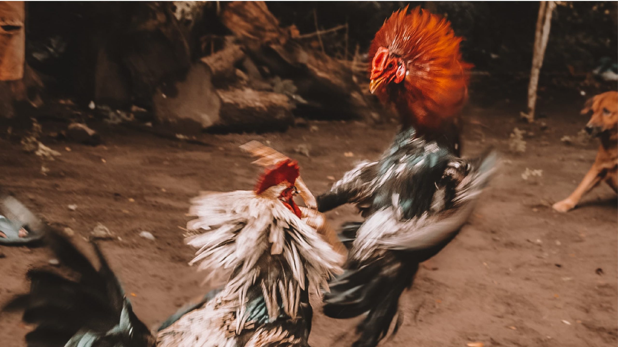Cockfighting Background Images, HD Pictures and Wallpaper For Free Download  | Pngtree